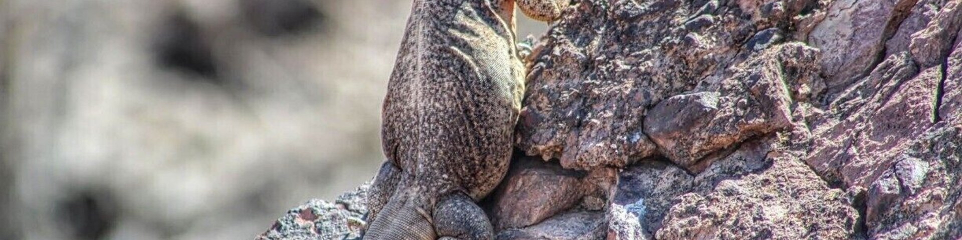 Just over the Yuma line in California. Picacho Peak is teaming with life. Burros, Big Horn and these guys......
Great hiking and beautiful nothingness...miles and miles of it.
One of my favorite places