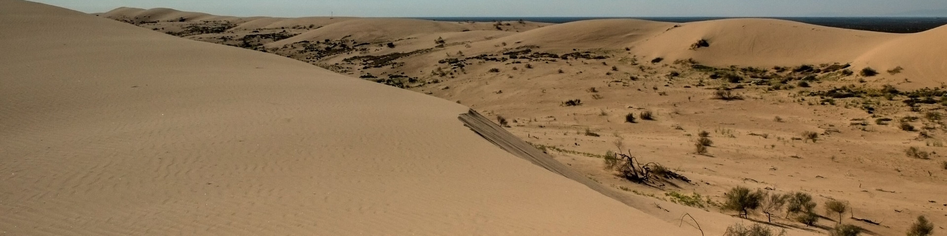 Un vaste paysage désertique, avec des dunes de sable ondoyantes et une végétation clairsemée.