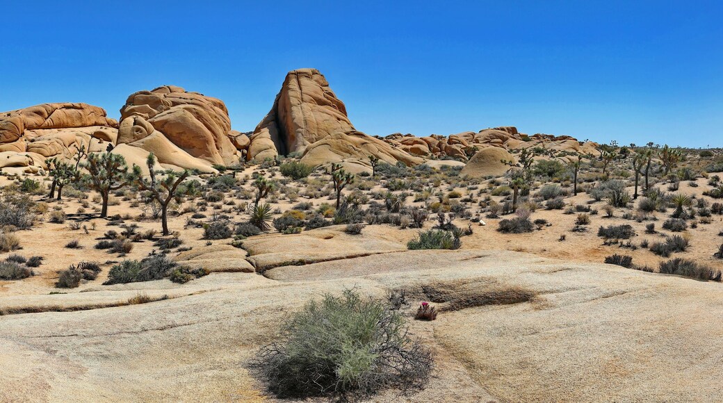 Joshua Tree
