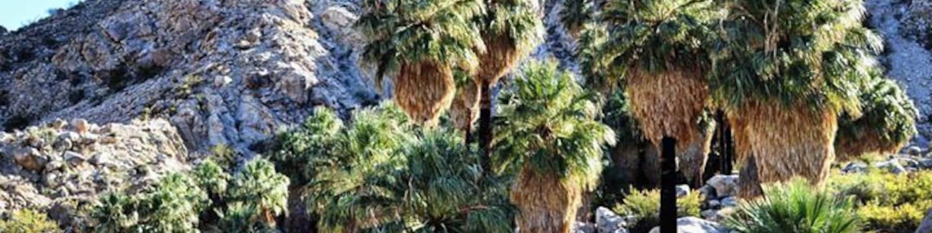 Short hike through the desert to an oasis with a whole bunch of palm trees.