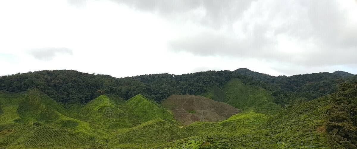 Tea Plantation
#lifeatexpedia
#green
#cameronhighland
#details