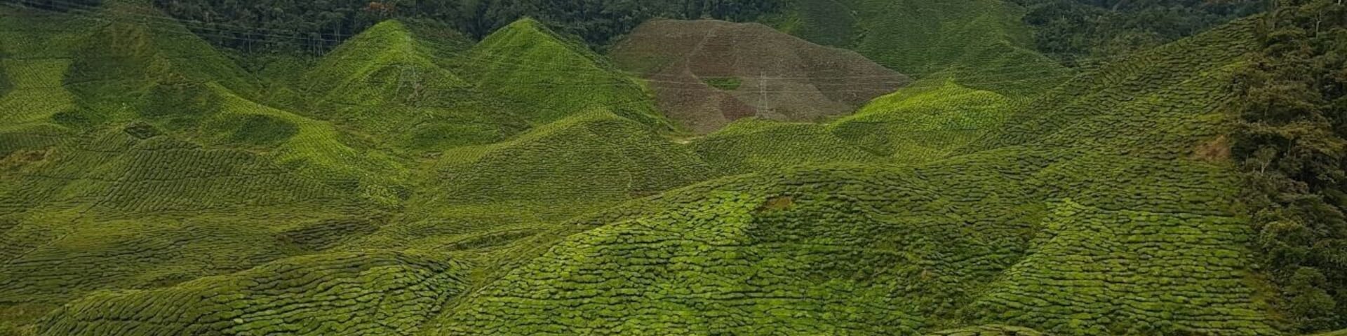 Tea Plantation
#lifeatexpedia
#green
#cameronhighland
#details