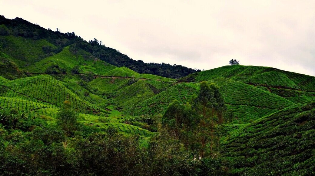 Perfect weekend getaway from the hustle and bustle of the big city. Come here to enjoy the flushing green of tea plantations while sipping a cup of hot tea.