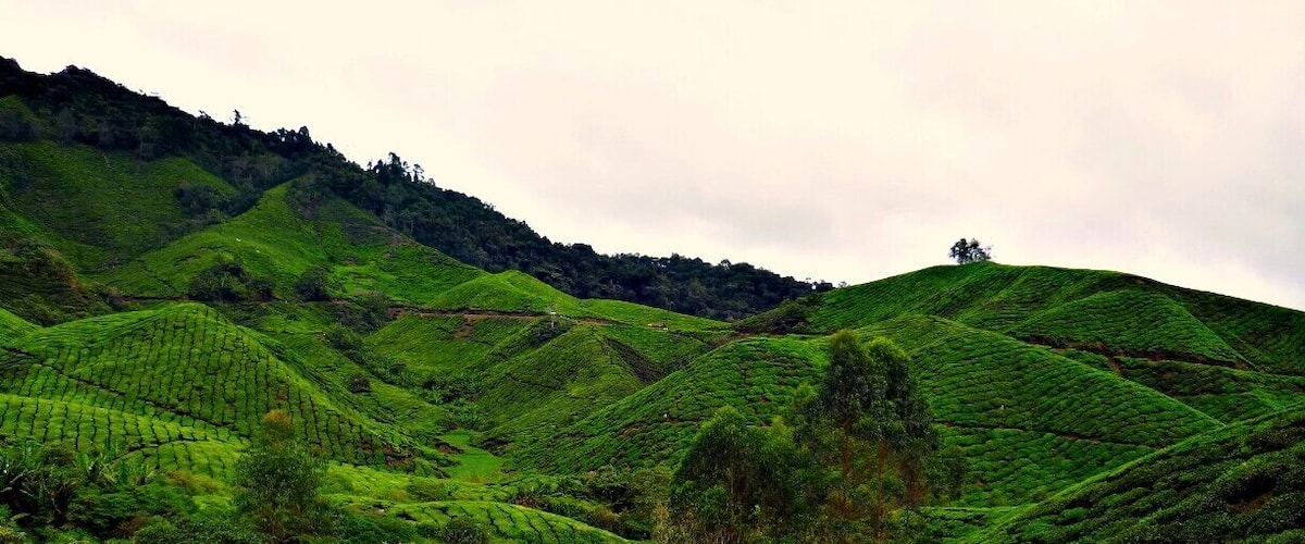 Perfect weekend getaway from the hustle and bustle of the big city. Come here to enjoy the flushing green of tea plantations while sipping a cup of hot tea.