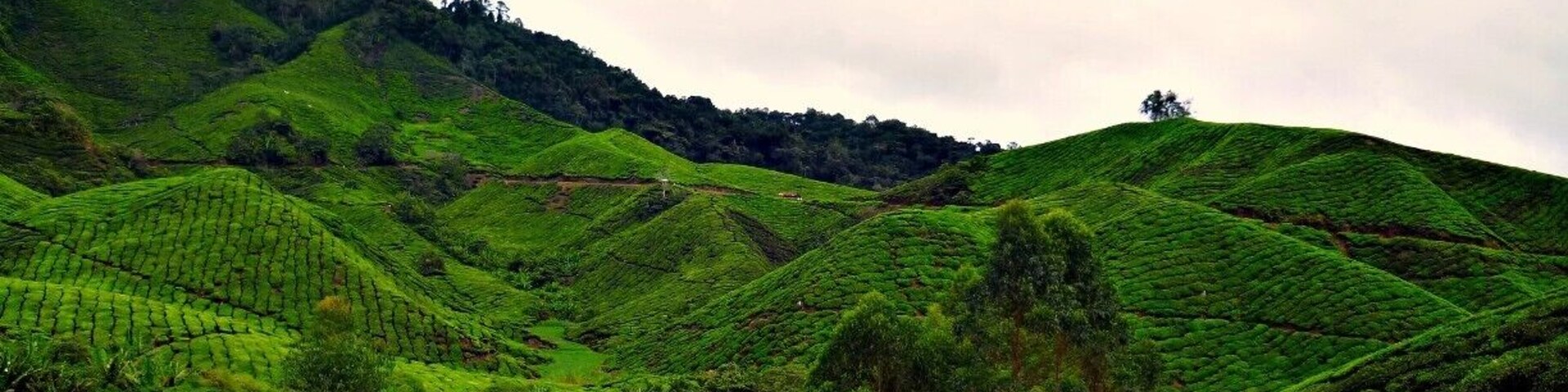 Perfect weekend getaway from the hustle and bustle of the big city. Come here to enjoy the flushing green of tea plantations while sipping a cup of hot tea.