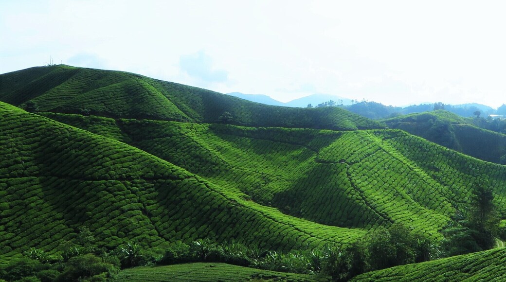 BOH tea plantations in Cameron Highlands, Malaysia are celebrations of every shade of green #Green