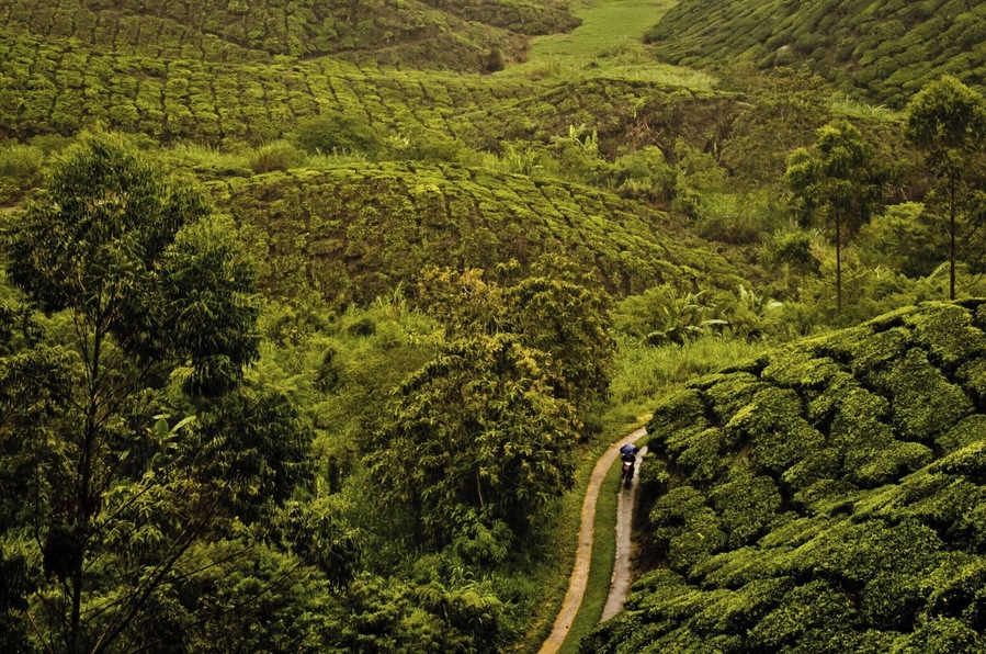Tea sampling and incredible views of the tea plantation
#lifeatexpedia #Green #GreatOutdoors #AboveItAll #Perspectives #ontheroad #culture #Nature #Trovember
