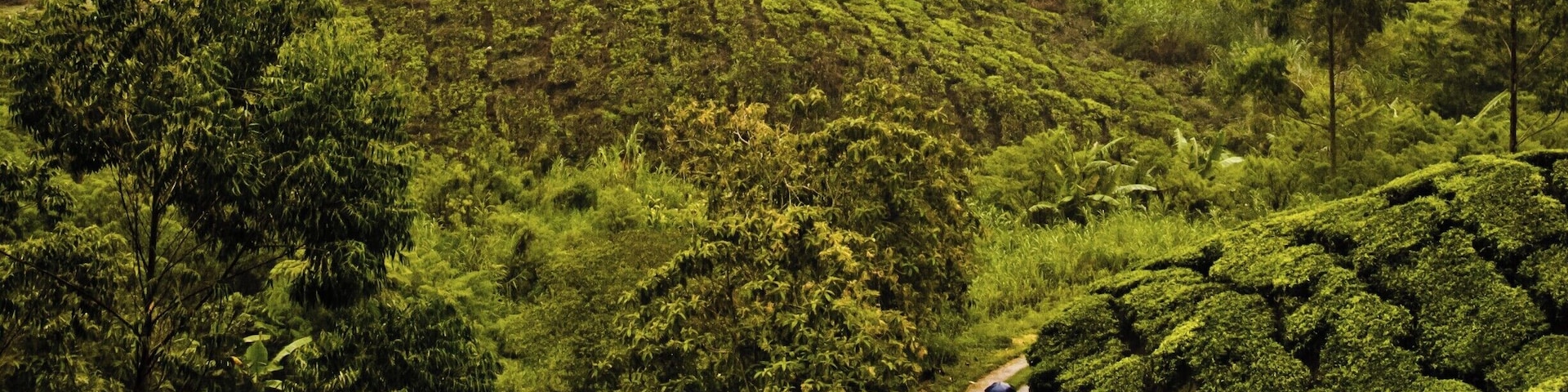 Tea sampling and incredible views of the tea plantation
#lifeatexpedia #Green #GreatOutdoors #AboveItAll #Perspectives #ontheroad #culture #Nature #Trovember