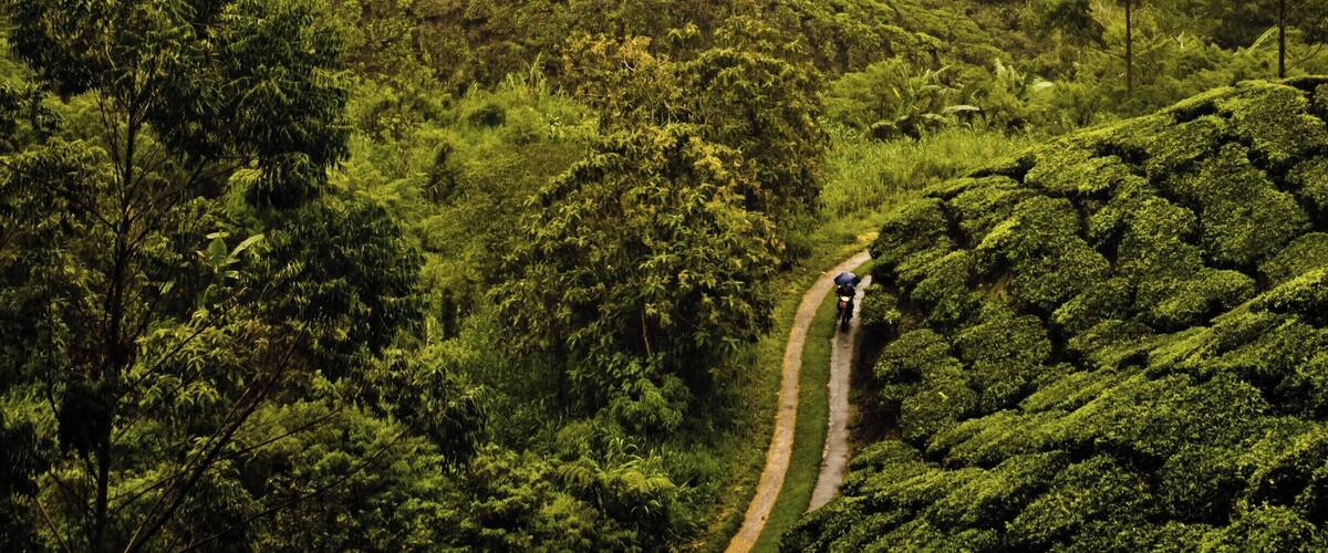 A lush green tea plantation with terraced fields and a narrow path.