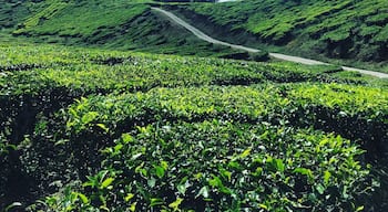 Breathtaking landscapes in Cameron Highlands, Malaysia!
