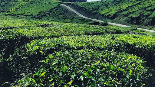 Breathtaking landscapes in Cameron Highlands, Malaysia!