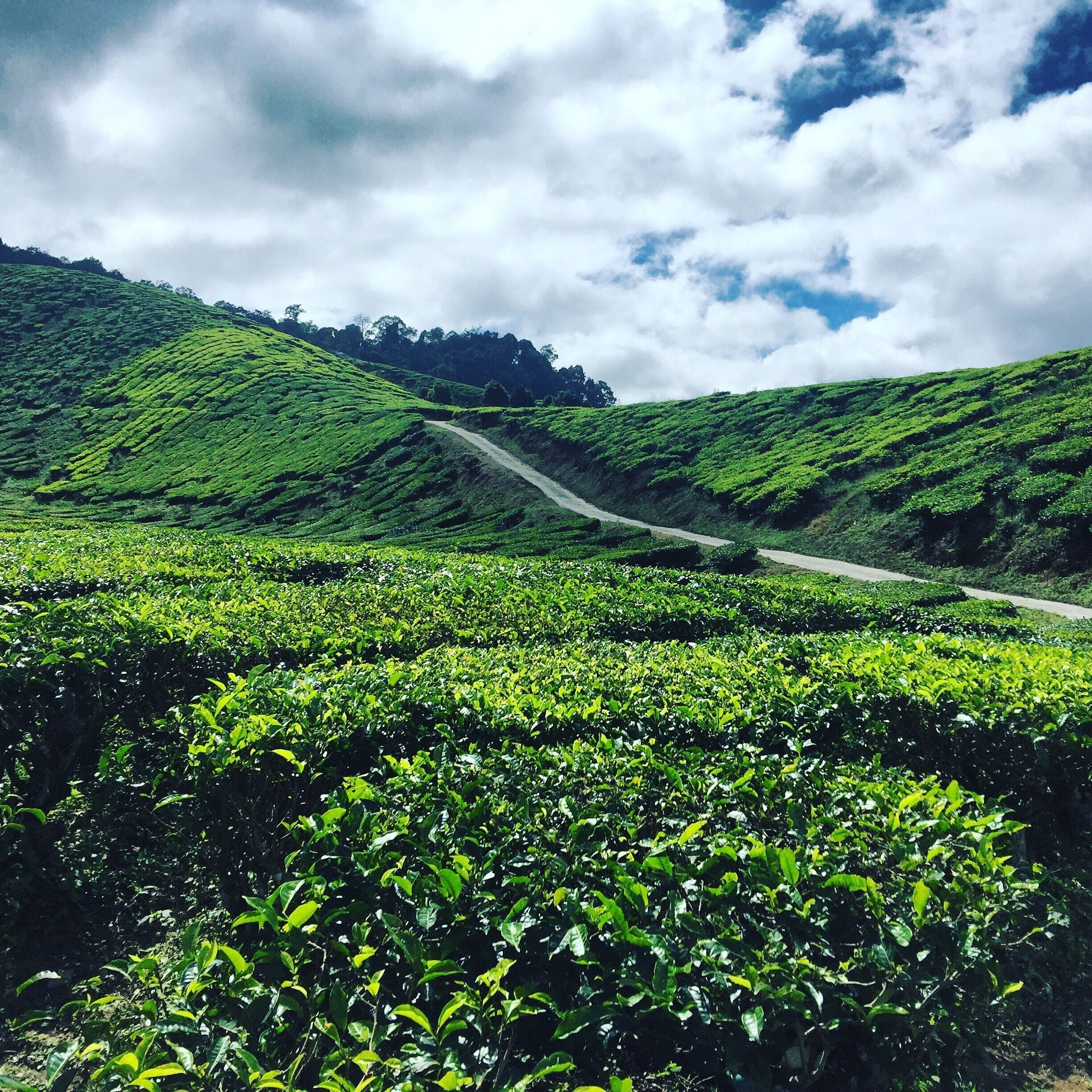 A lush green tea plantation with terraced hills and a winding road.