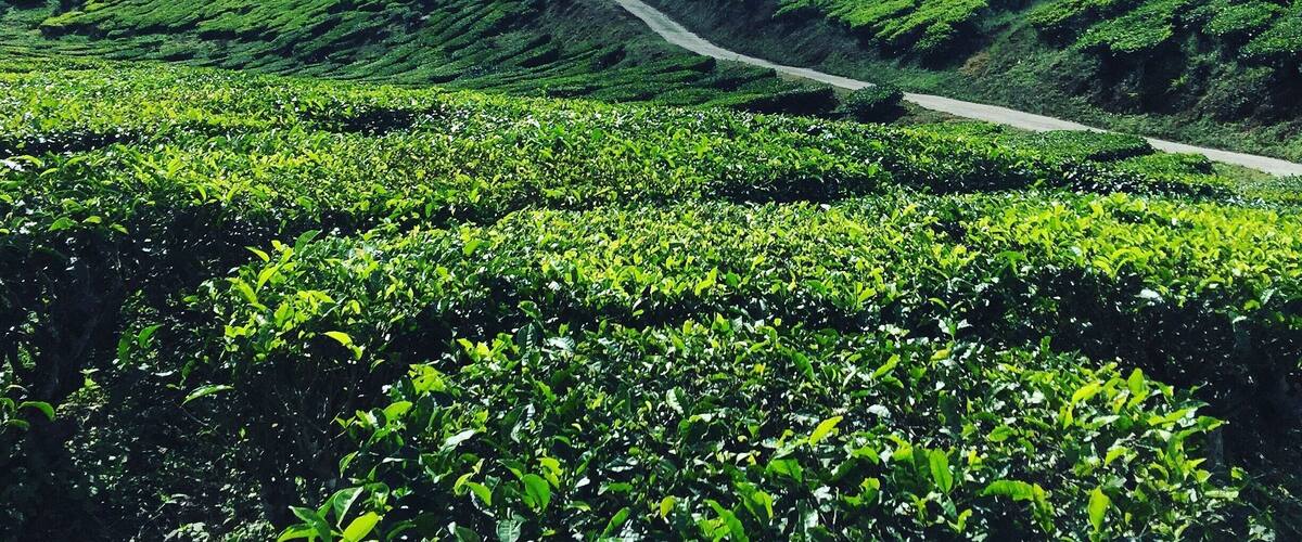 A lush green tea plantation with terraced hills and a winding road.