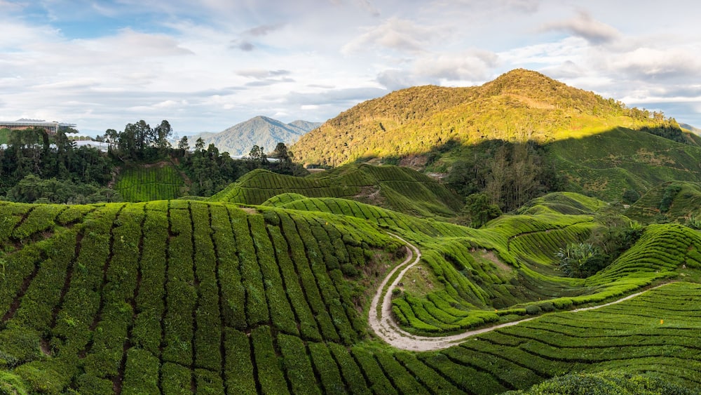 Des plantations de thé en terrasses, des sentiers sinueux et une montagne en arrière-plan.