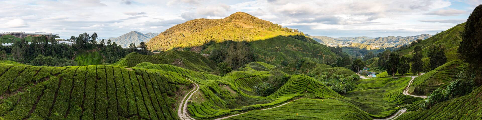 Panoramic of tea plantation at sunset, Cameron Highlands