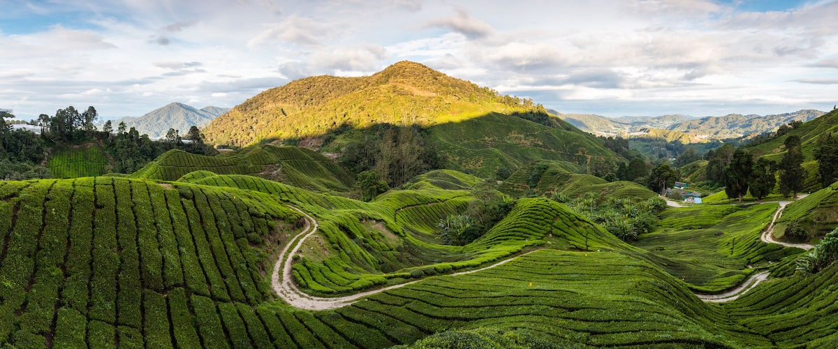 Terraced tea plantations, winding paths, and a mountain in the background.