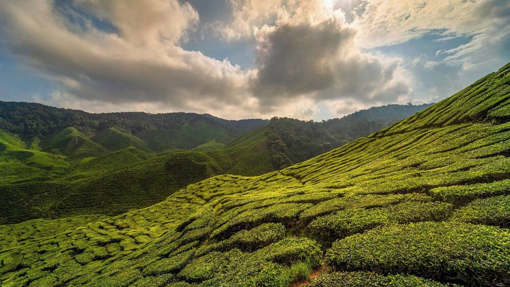A lush green tea plantation with terraced hills under a partly cloudy sky.