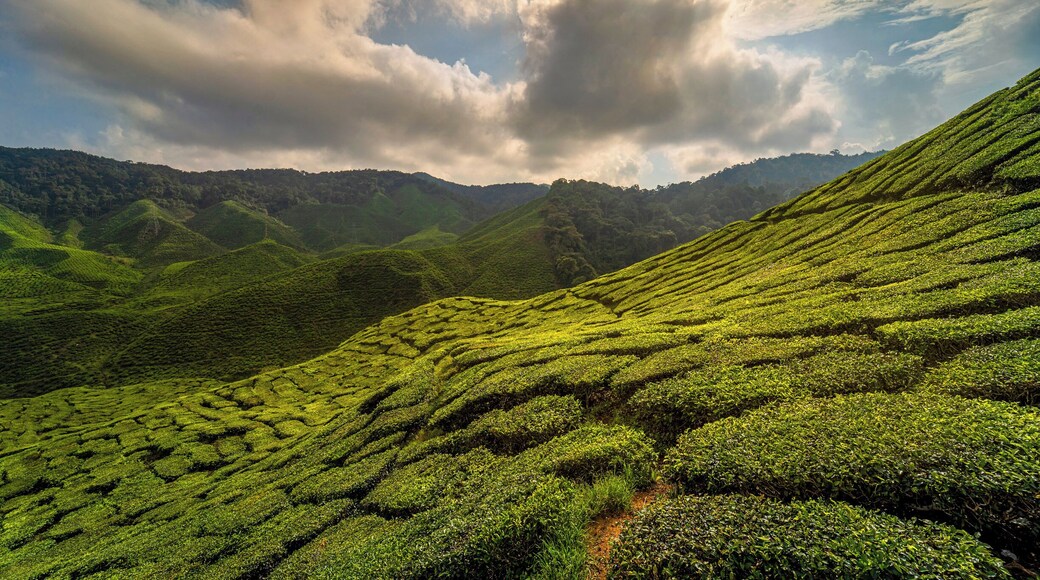 Cameron Highlands region where higher elevation makes it one of the only places you may actually feel chilly in Southeast Asia.
#malaysia #tea #plantage