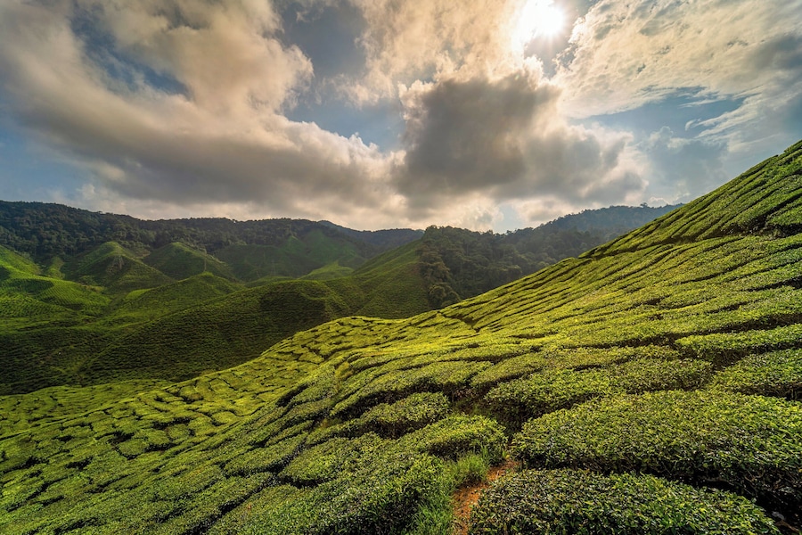 Cameron Highlands region where higher elevation makes it one of the only places you may actually feel chilly in Southeast Asia.
#malaysia #tea #plantage