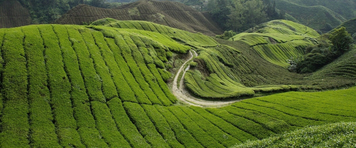 Tea plantations in Malaysia. Go to Cameron Highlands, see some amazing scenery, go trekking and eat amazing food. A cool alternative to the other parts of Malaysia.
#scenery #highlands