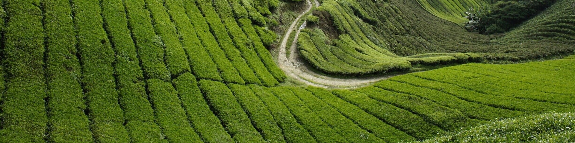 Tea plantations in Malaysia. Go to Cameron Highlands, see some amazing scenery, go trekking and eat amazing food. A cool alternative to the other parts of Malaysia.
#scenery #highlands
