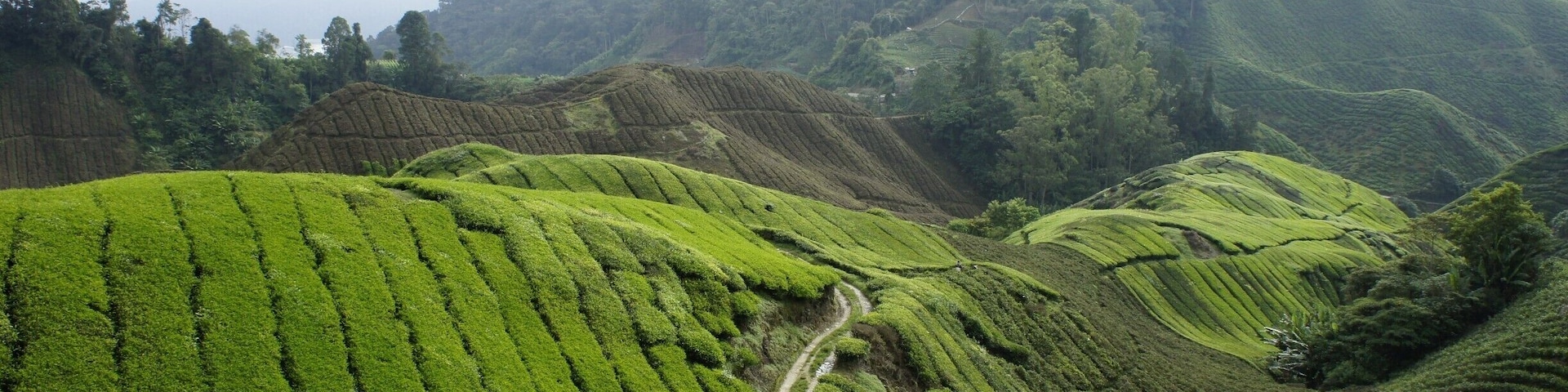 Tea plantations in Malaysia. Go to Cameron Highlands, see some amazing scenery, go trekking and eat amazing food. A cool alternative to the other parts of Malaysia.
#scenery #highlands