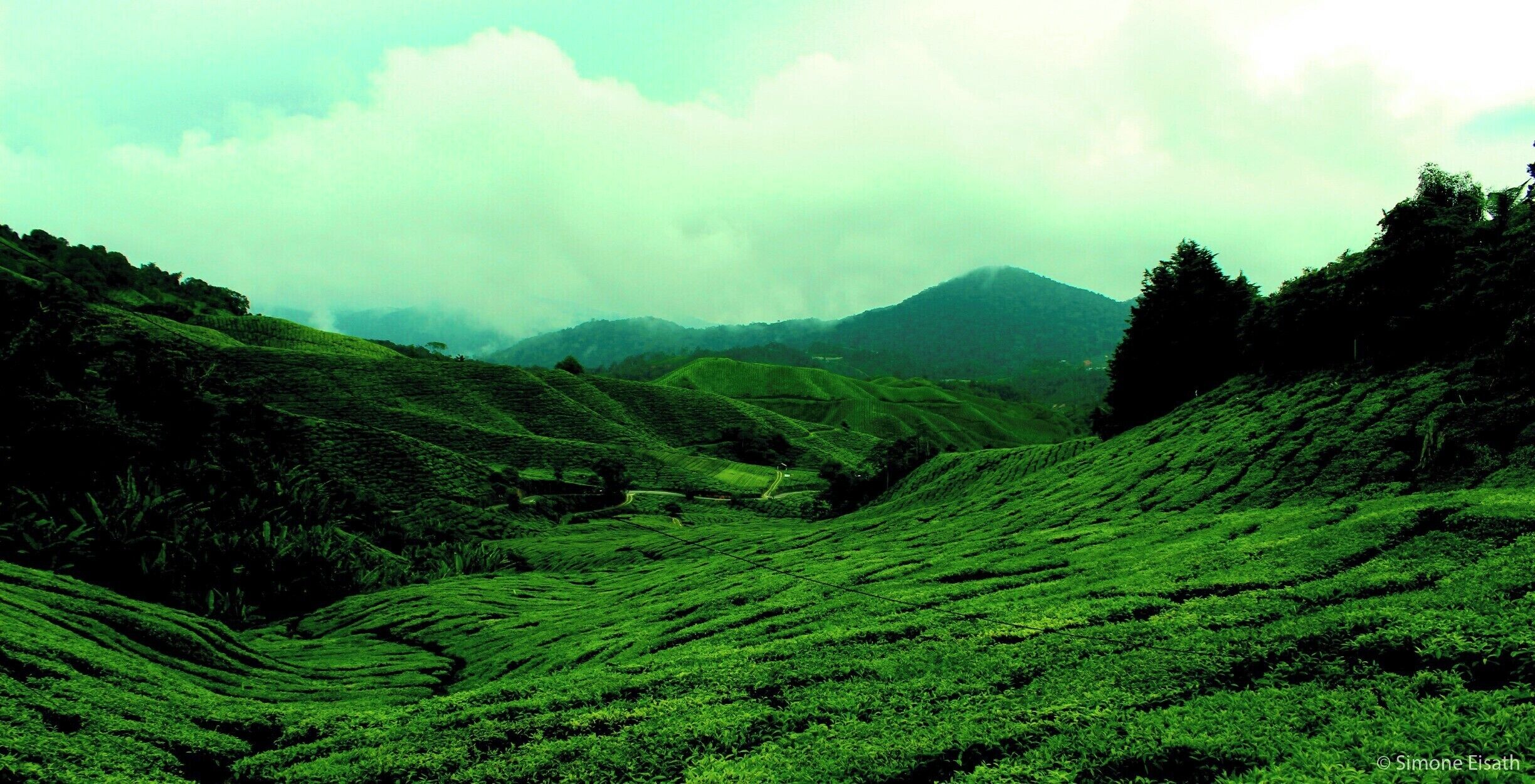 Cameron Highlands, Malaysia
