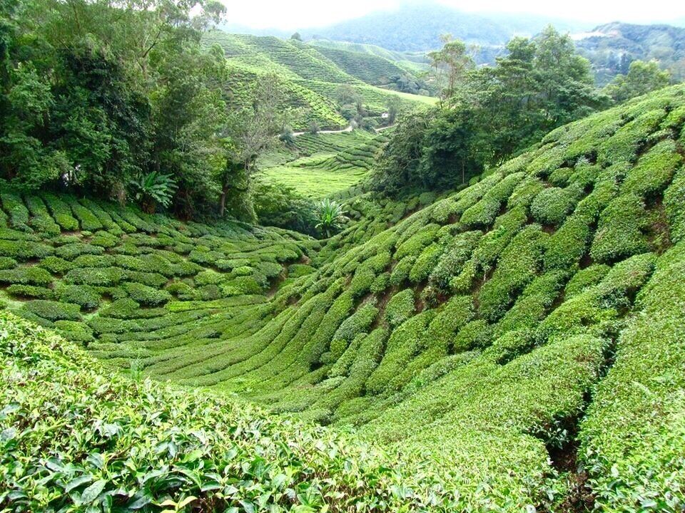 Terraced tea plantations in a hilly landscape.