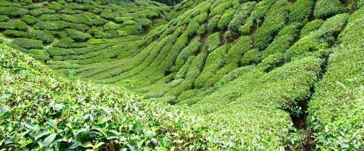 Terraced tea plantations in a hilly landscape.