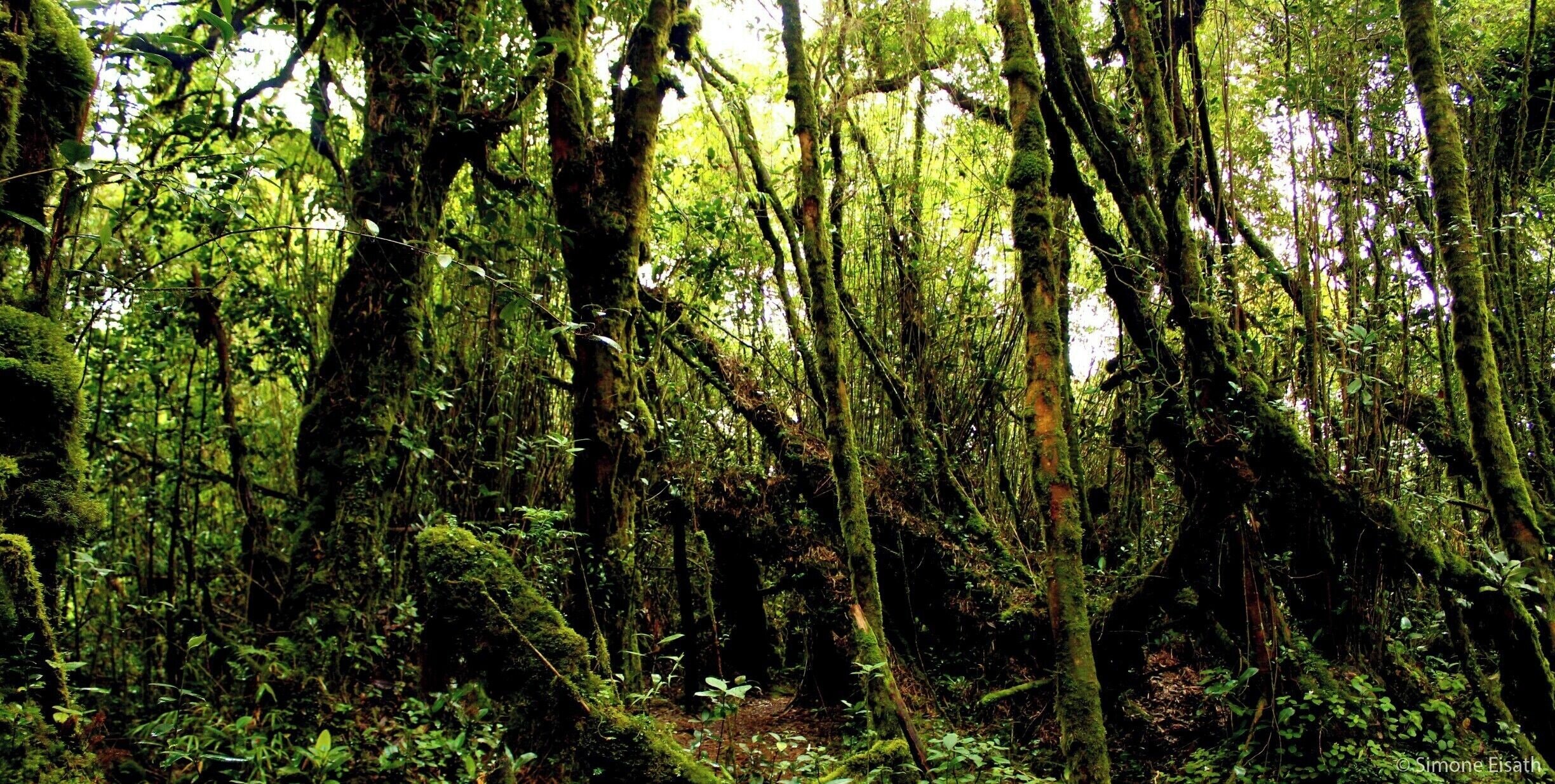 A dense forest with tall trees covered in moss and various green plants.