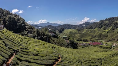 Tanah Rata