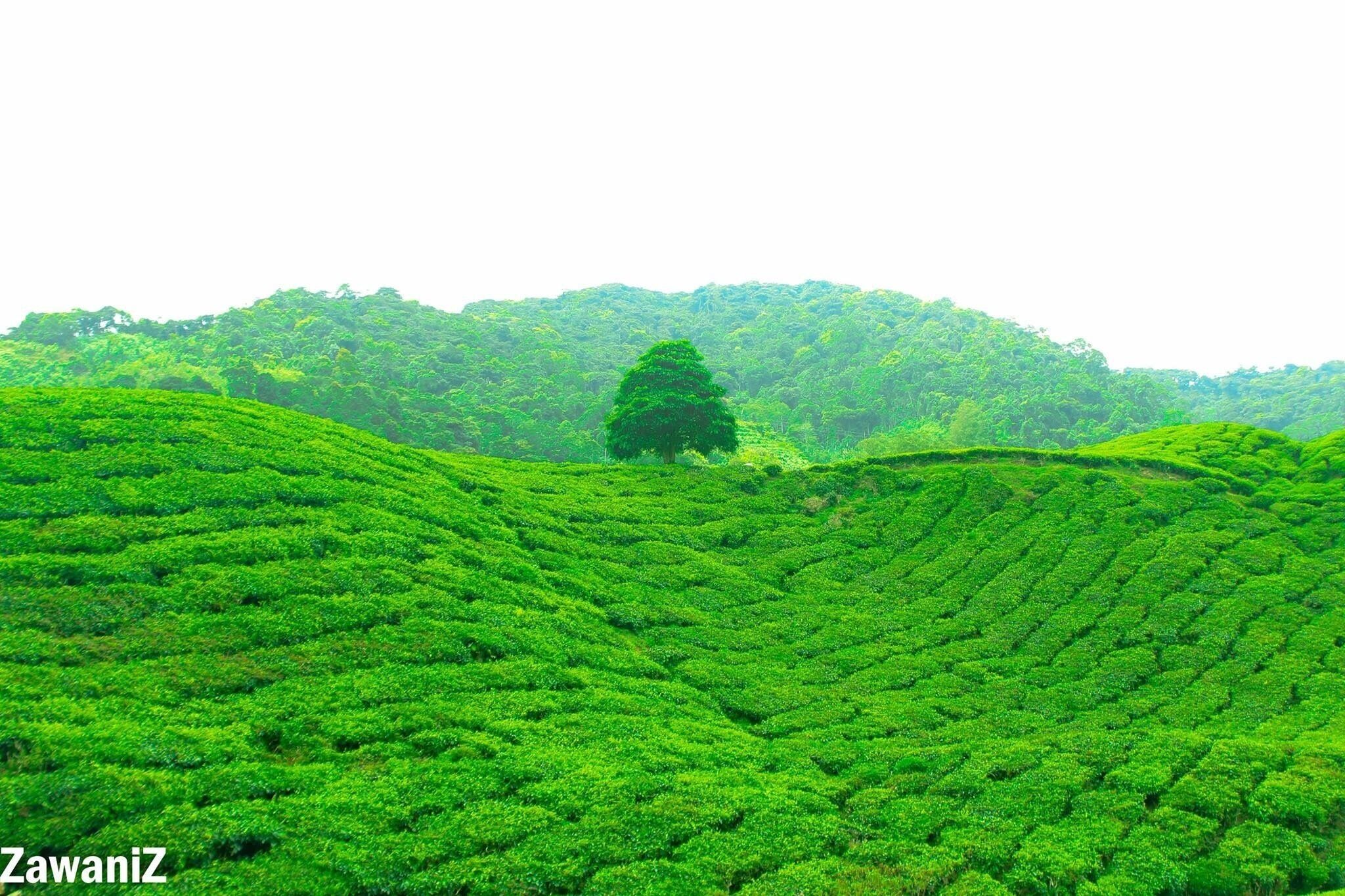 All green at Boh plantation sg palas.
The road to the place is very narrow but it is worth a journey. 