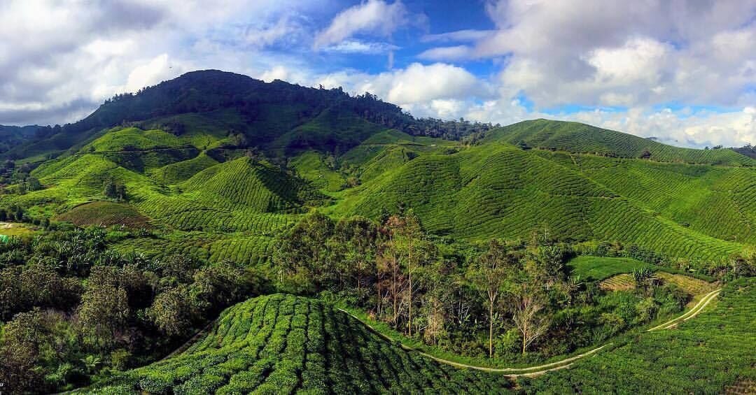 A lush green tea plantation with terraced hills and a winding path.