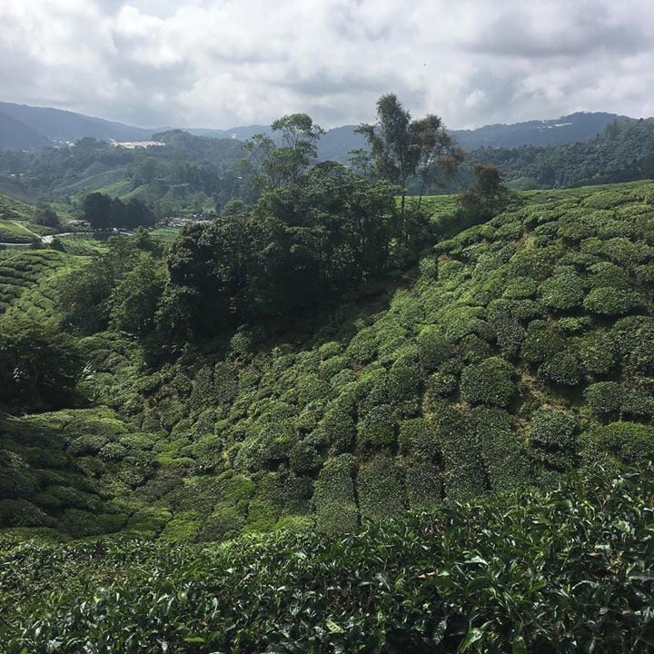 A lush tea plantation with terraced hills and a prominent tree in the center.