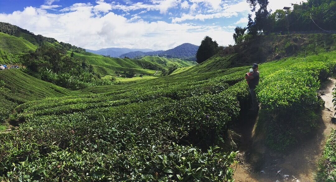 A lush tea plantation with terraced fields and a person standing on a path.
