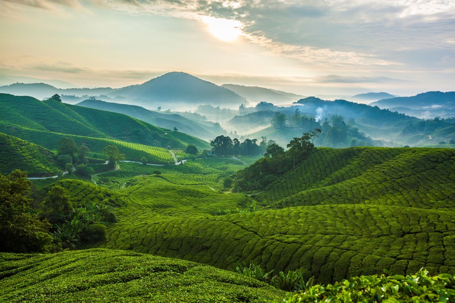Misty morning in Cameron Highlands tea plantation. 1