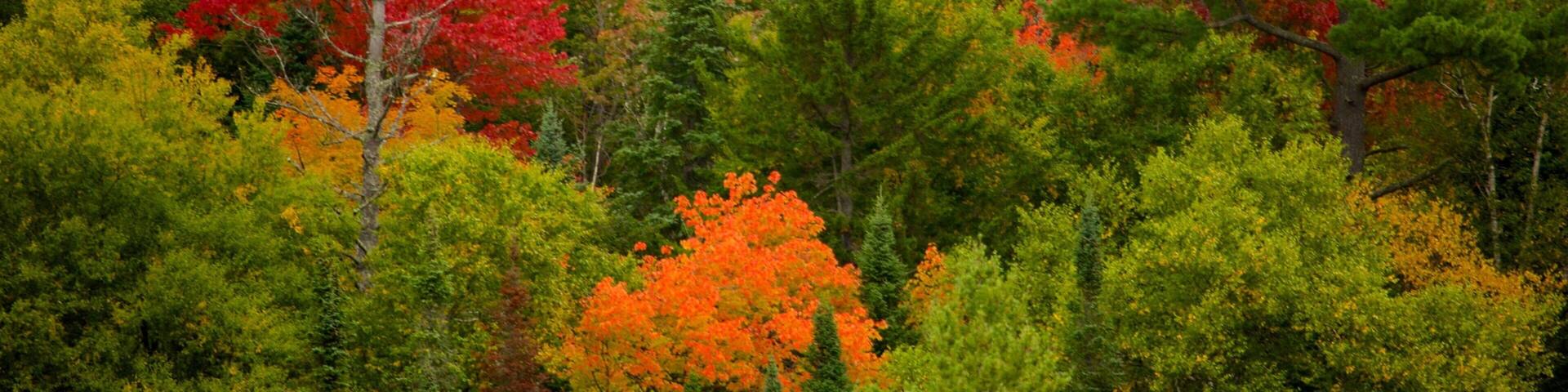 Lake Placid featuring tranquil scenes, forests and autumn leaves