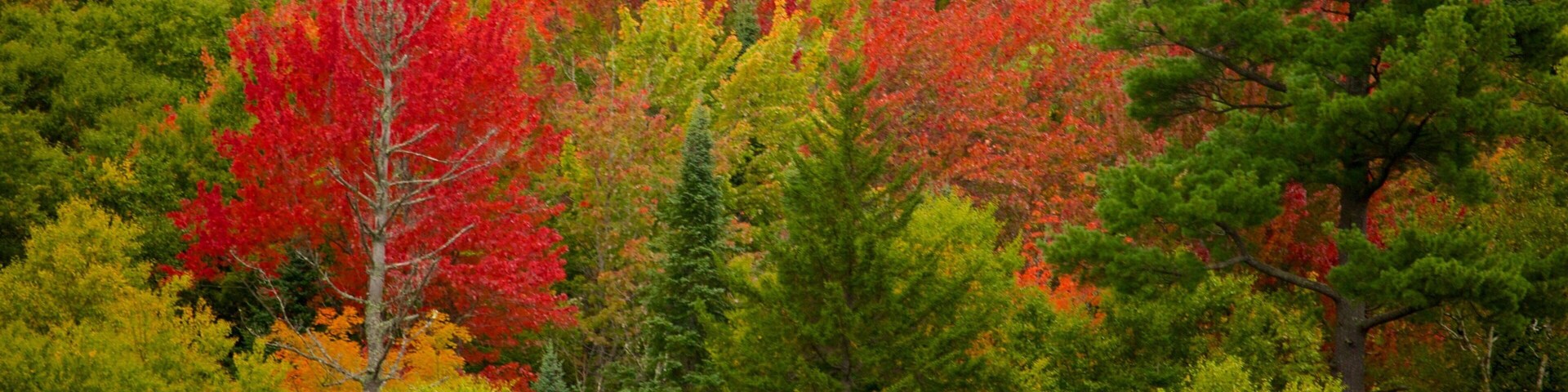 Lake Placid mit einem ruhige Szenerie, Waldmotive und Herbstfarben