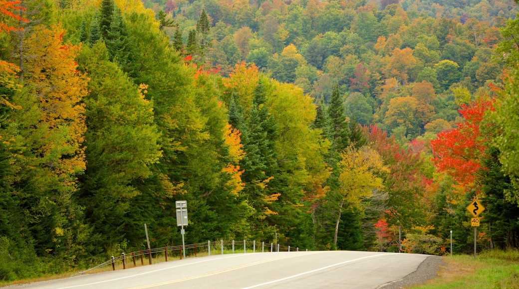 Lake Placid showing autumn leaves, tranquil scenes and forests