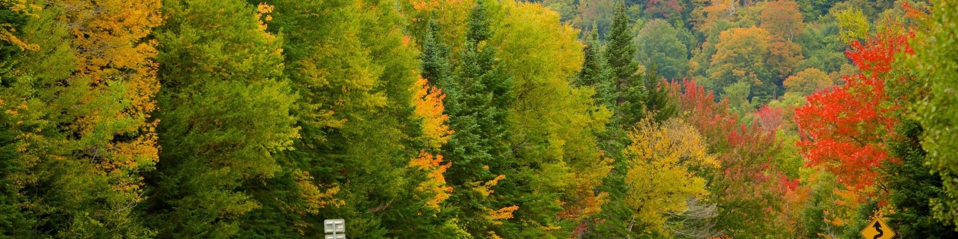 A winding road through a forest with autumn foliage.