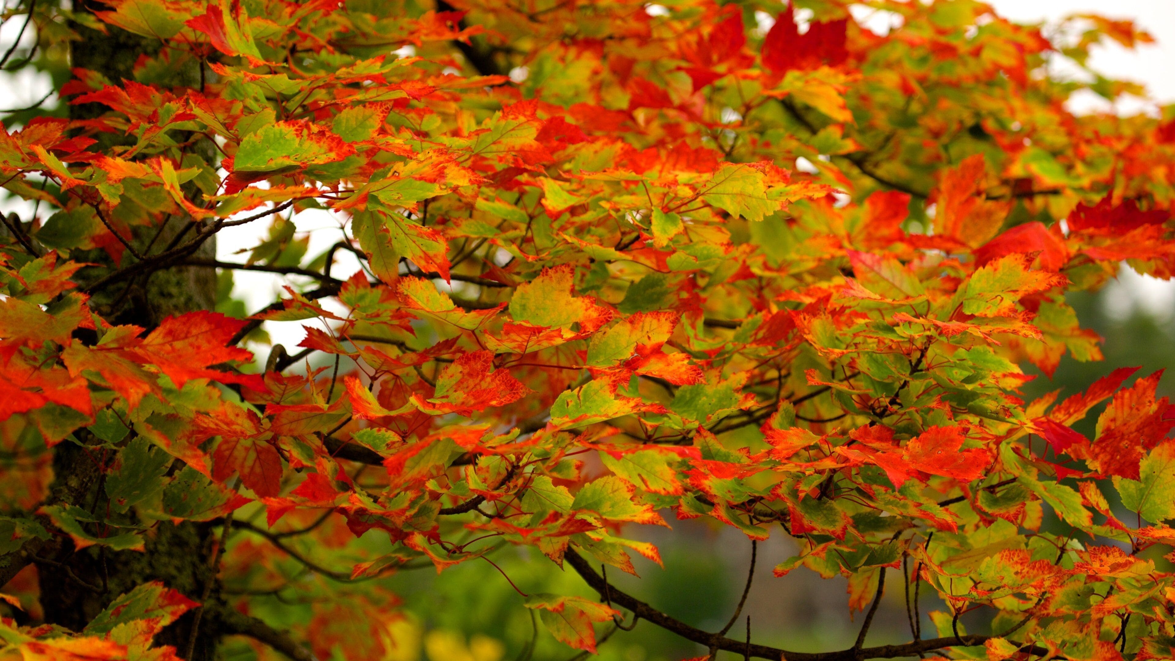 Lake Placid which includes fall colors
