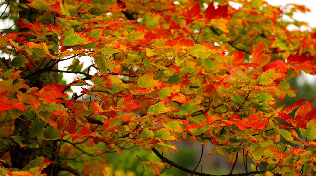 Lake Placid which includes fall colors