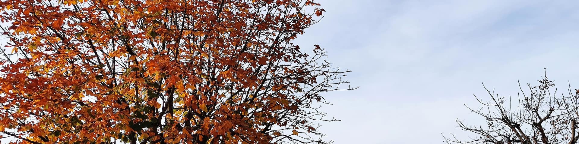 From Fuschl Am See bus stop, it's only 5 minutes walk to Lake Fuschl. A serene and peaceful lake.
#autumninaustria #autumn2019