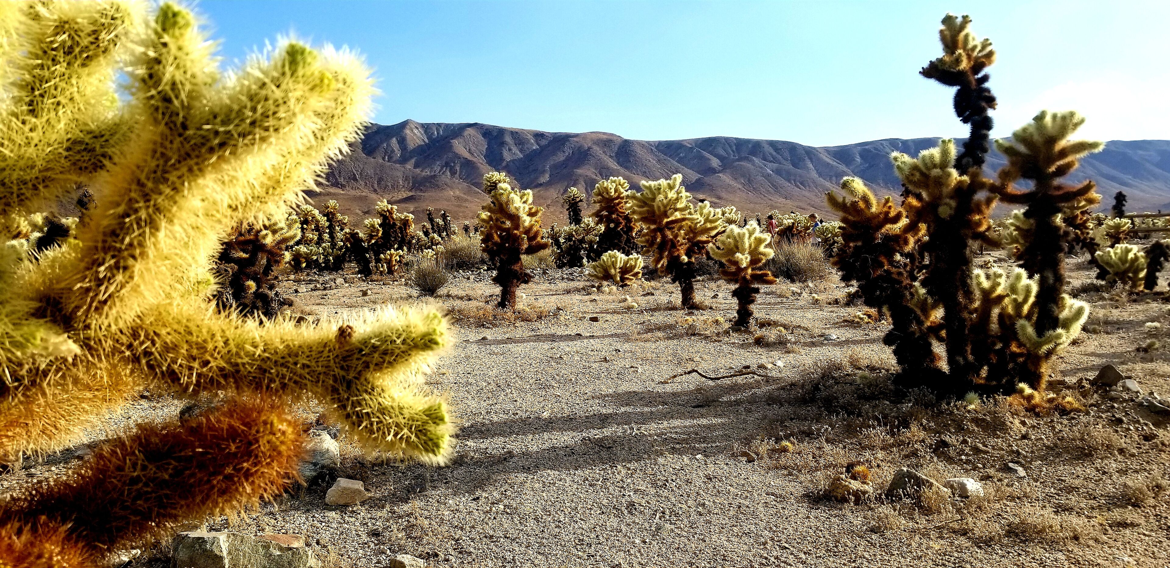 Loved these fuzzy cacti