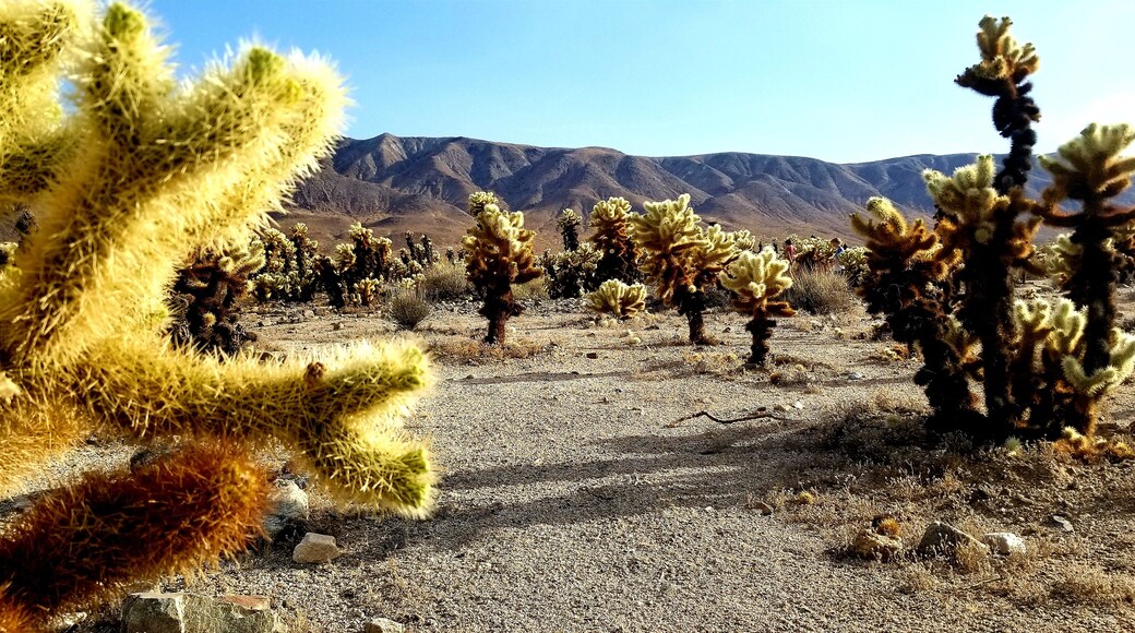 Loved these fuzzy cacti