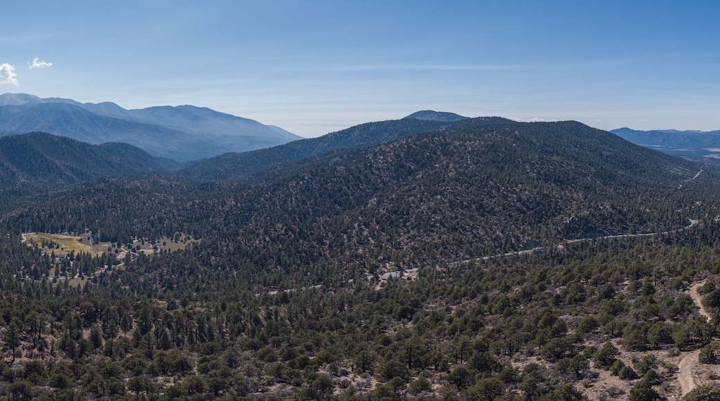 Road Through Pine Forest in San Bernadino Mountains