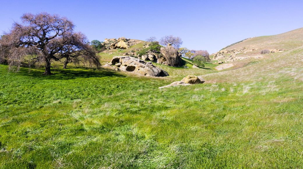 Verdant pastures in the hills of Contra Costa county, east San Francisco bay area, California