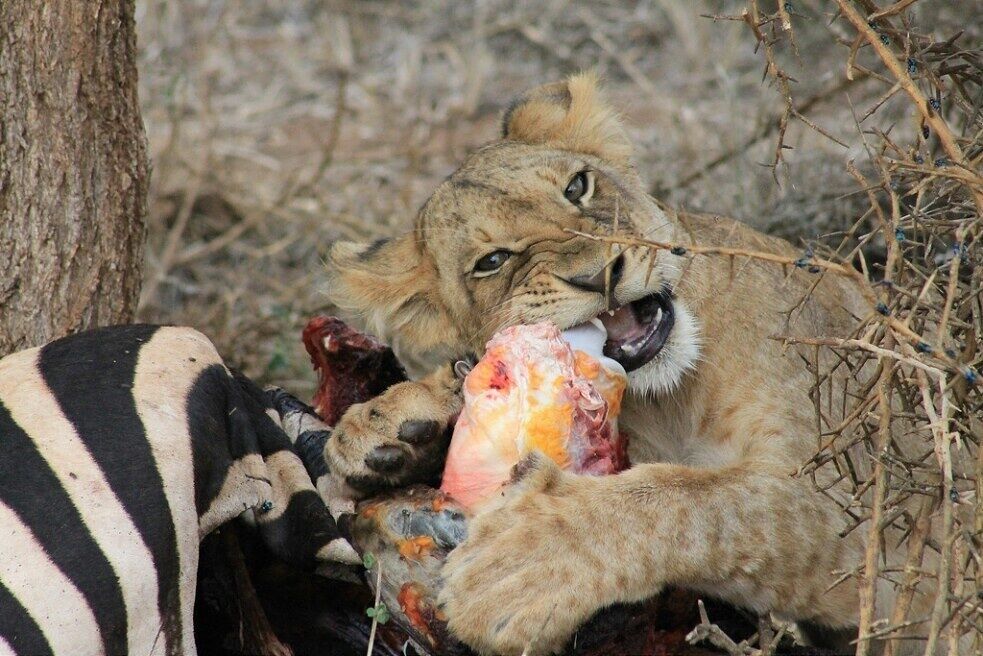 Safari through Kenya. Magical moments 