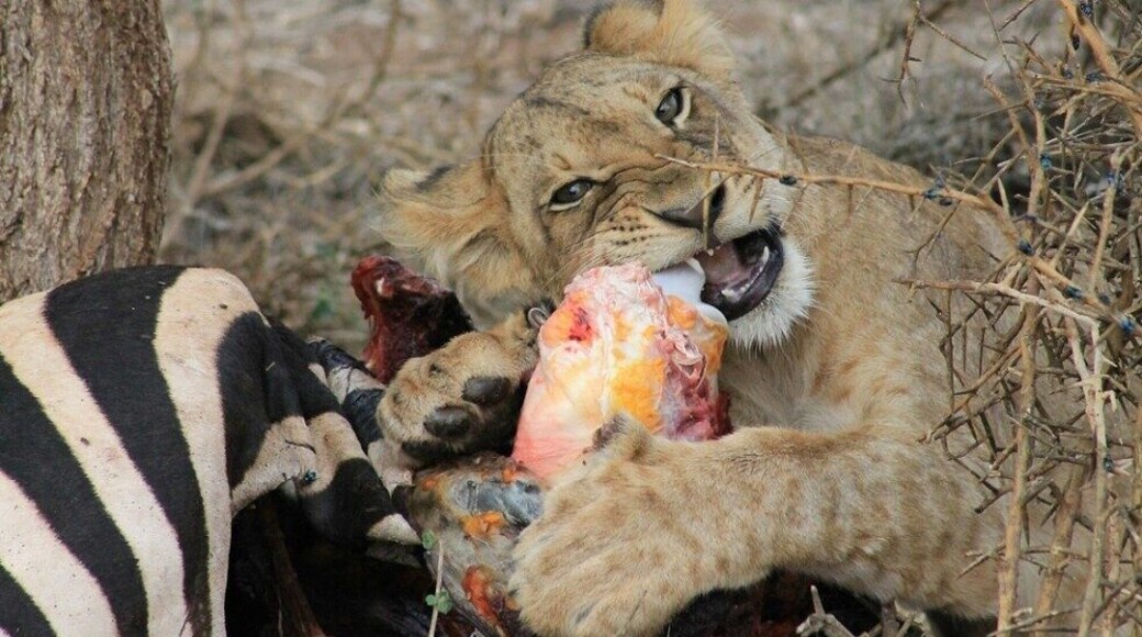 Safari through Kenya. Magical moments