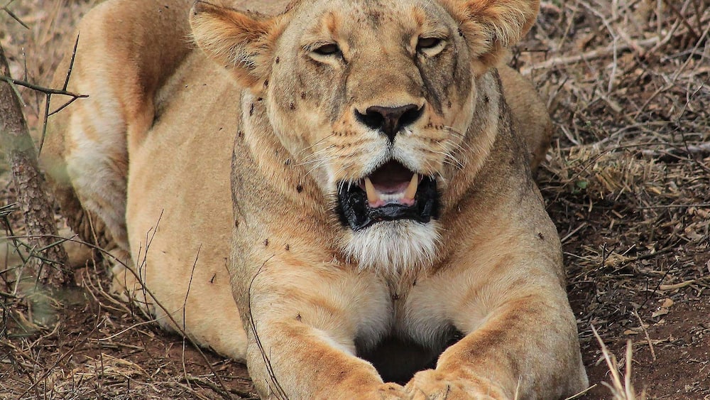 Fantastic place to stay and spend time with the wild animals. Perfect adventure. Thus was taken from our private jeep about 10-15 feet away